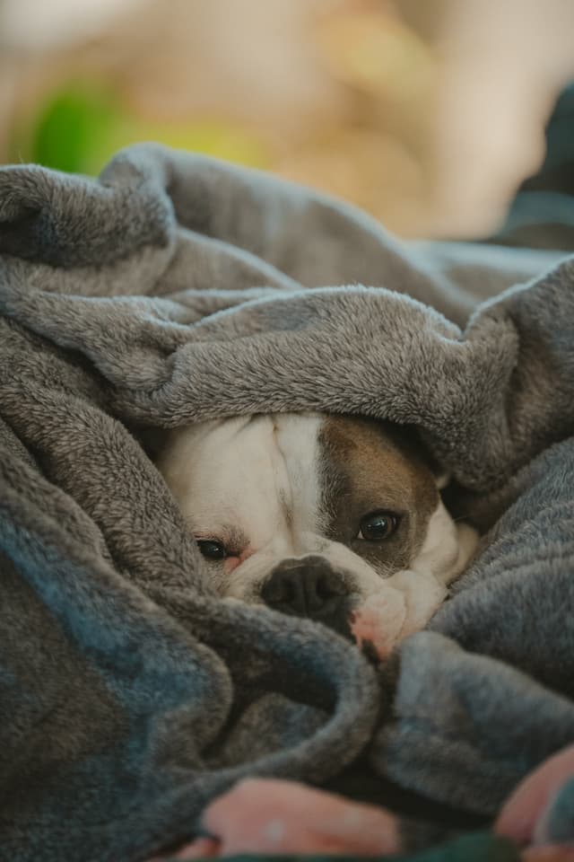 A bulldog snuggled in a gray blanket, with only its face showing