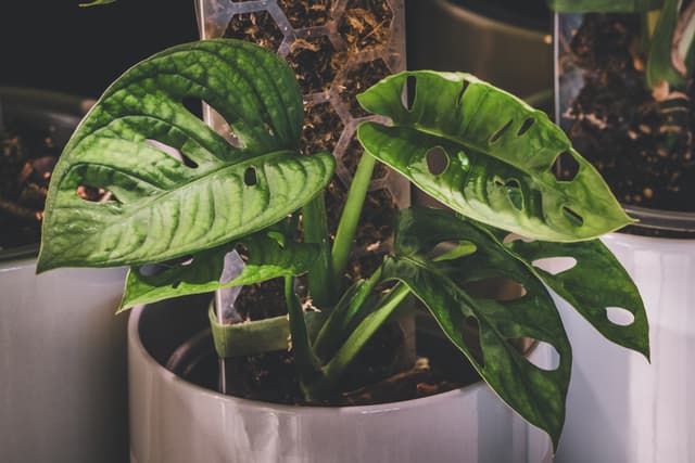 A potted plant with green leaves featuring distinctive holes, set in a white container