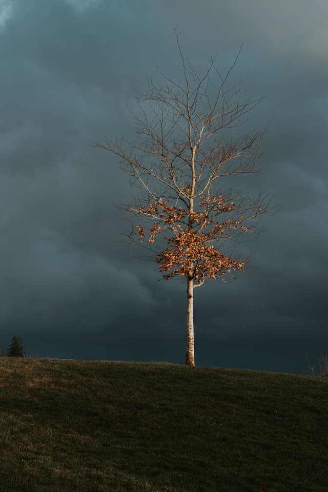 A solitary tree with sparse leaves stands on a grassy hill under a dark, cloudy sky