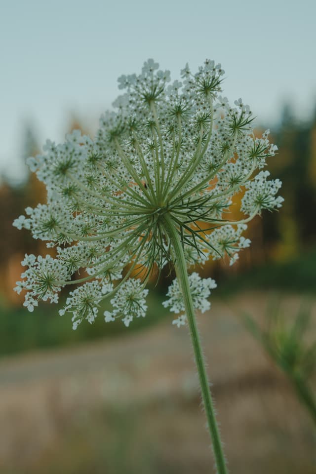 A close-up of a delicate white flower with intricate petals, set against a blurred natural background