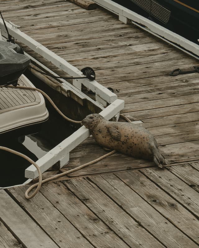 A seal resting on a wooden dock near a boat