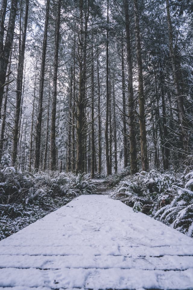 A snow-covered path leads through a dense forest of tall, straight trees, with snow-dusted ferns lining the sides