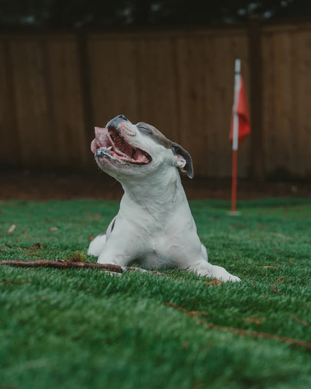 White and brown dog lying on green grass in a fenced backyard near a small red flag marker, looking upward with mouth open as if panting or smiling