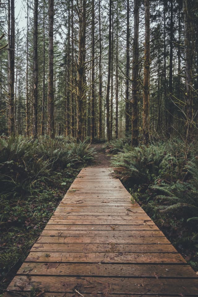 A wooden boardwalk leads through a dense forest with tall trees and lush ferns