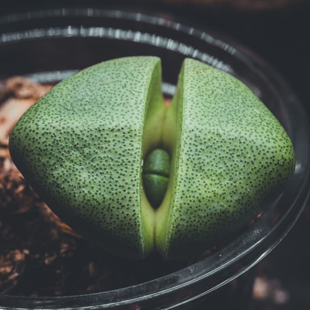 A close-up of a green lithops plant with a split in the middle, revealing a small bud inside