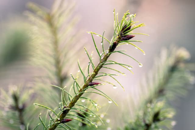 A close-up of a pine branch with fresh green needles and small water droplets, set against a soft, blurred background