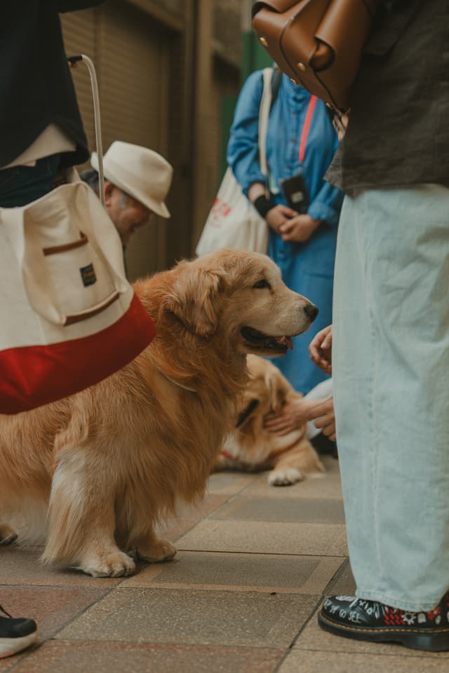 A golden retriever is surrounded by people on a sidewalk, with some individuals reaching out to pet the dog