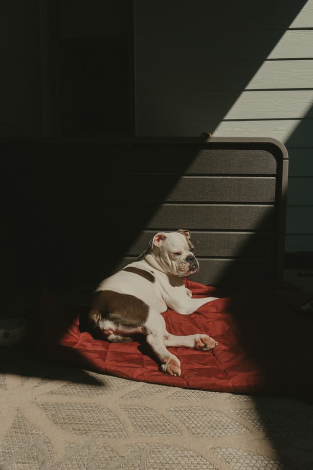 A dog lying on a red blanket in a sunlit area, with shadows creating a diagonal pattern across the scene
