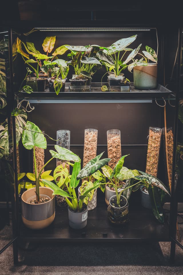 A collection of potted plants and tall glass containers filled with pebbles are arranged on a two-tiered shelf, with various types of leafy green plants displayed under soft lighting