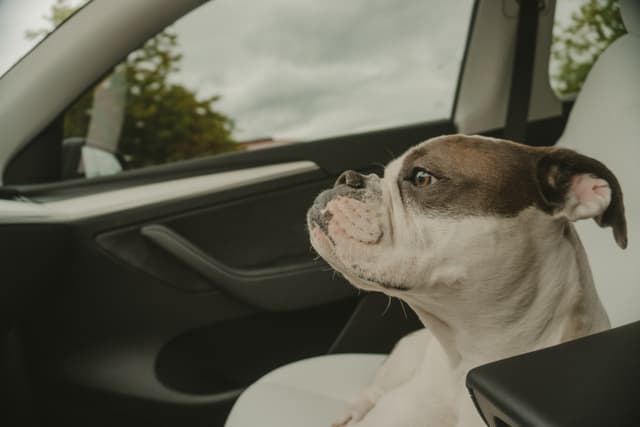 A dog sitting in the passenger seat of a car, looking out the window