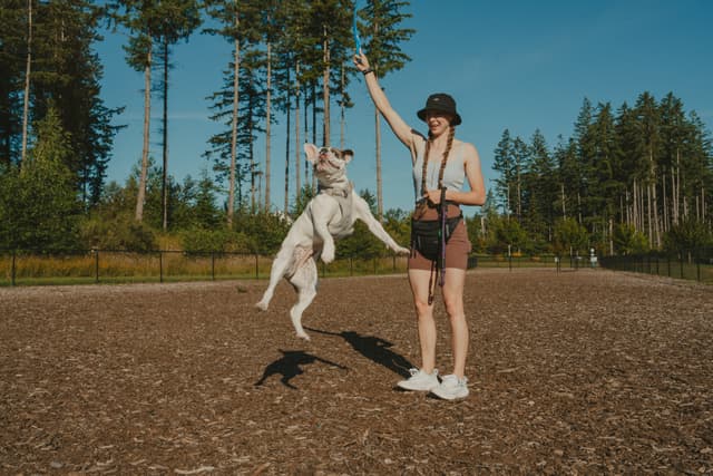 A person in a hat and shorts is playing with a jumping dog in a park, surrounded by trees and a clear blue sky