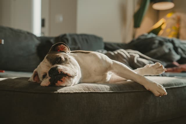 A dog sleeping comfortably on a couch in a softly lit room
