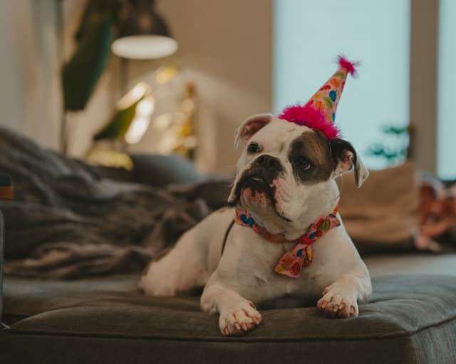 A bulldog wearing a colorful party hat and bandana is lying on a couch in a cozy, well-lit room