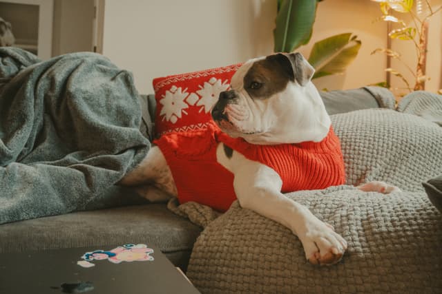 A bulldog wearing a red sweater relaxing on a couch with a festive pillow