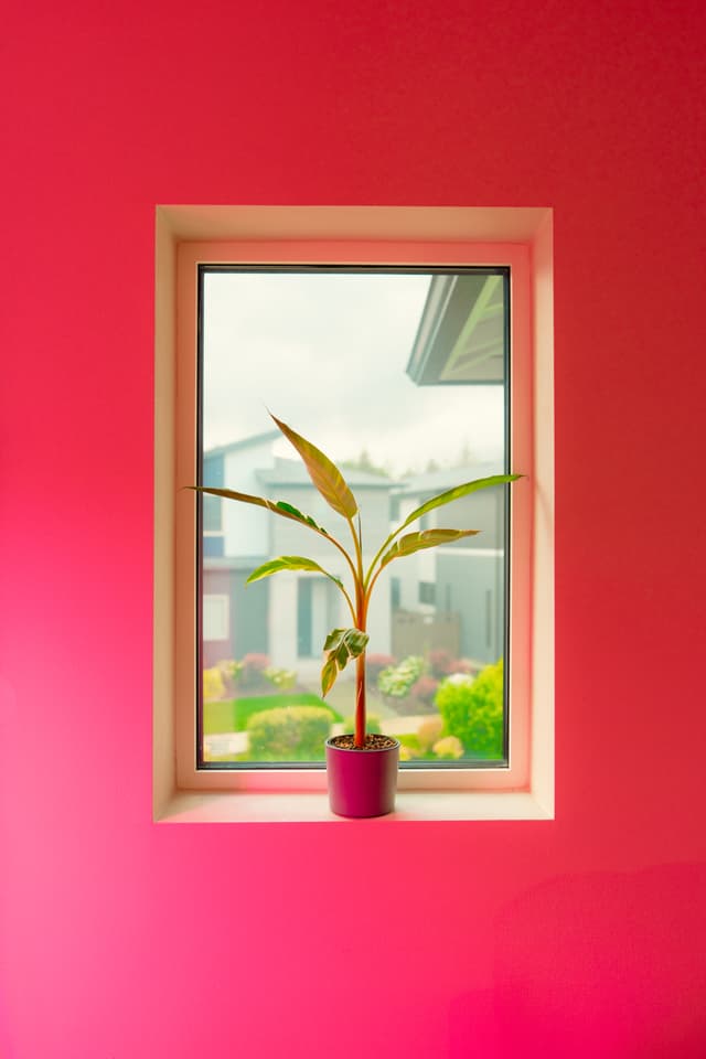 A florida musa sits on a windowsill with a vibrant pink wall, overlooking a garden and modern house