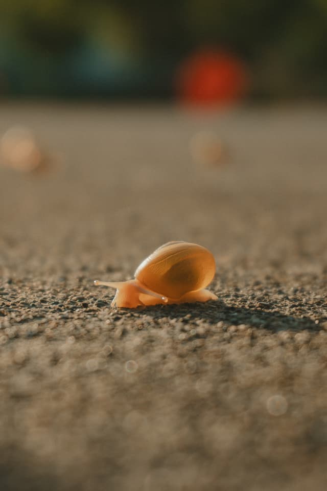 A small snail crawling on a textured surface in soft focus, with a blurred background