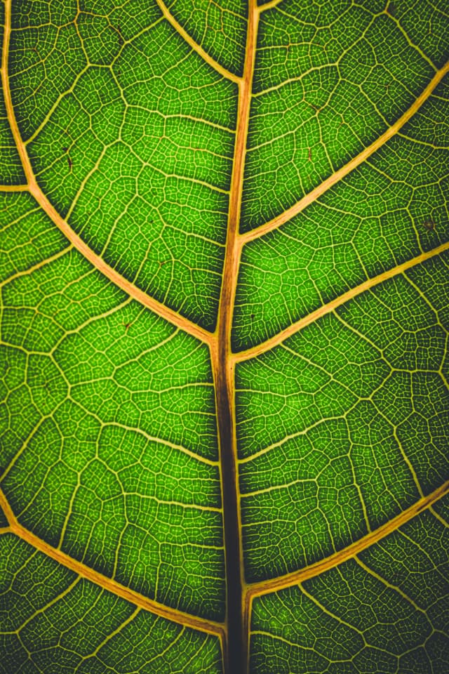 A close-up of a vibrant green fiddle leaf with prominent veins and a detailed texture