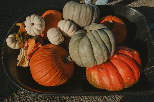Various pumpkins arranged in a wheelbarrow, displaying different sizes and colors under warm sunlight