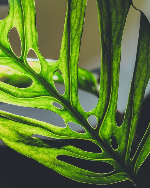 Close-up of a green leaf with holes and intricate details, highlighting its fenestrated pattern