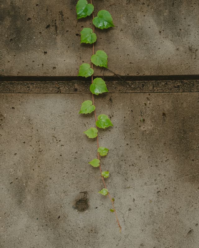 A row of green leaves growing vertically on a textured, weathered concrete wall