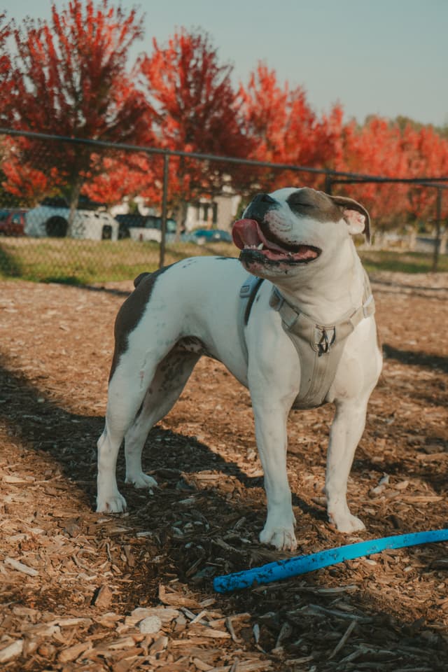 A happy dog stands on a woodchip path surrounded by vibrant autumn trees