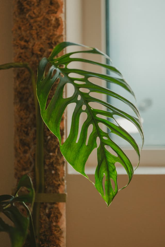 Monstera esqueleto leaf with fenestrations by a window