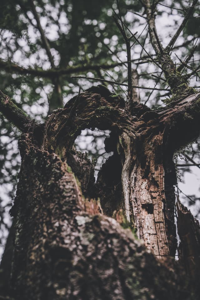 A close-up view of a gnarled, weathered tree trunk with branches extending upward, surrounded by a blurred background of foliage