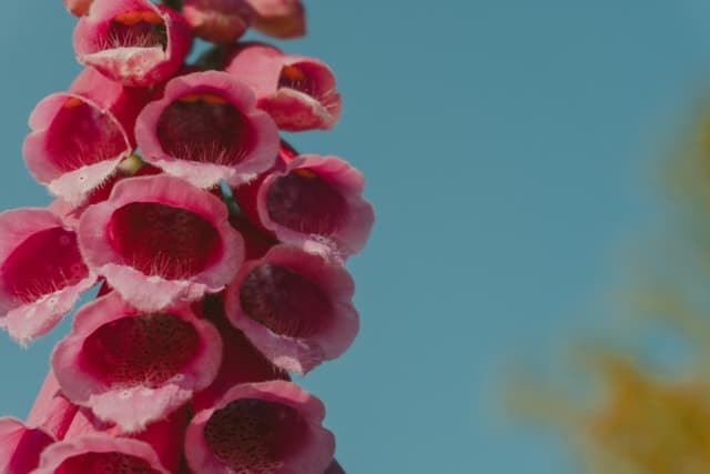 A cluster of vibrant pink foxglove flowers against a clear blue sky