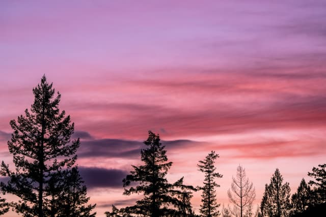 A serene landscape with silhouetted trees against a vibrant pink and purple sunset sky