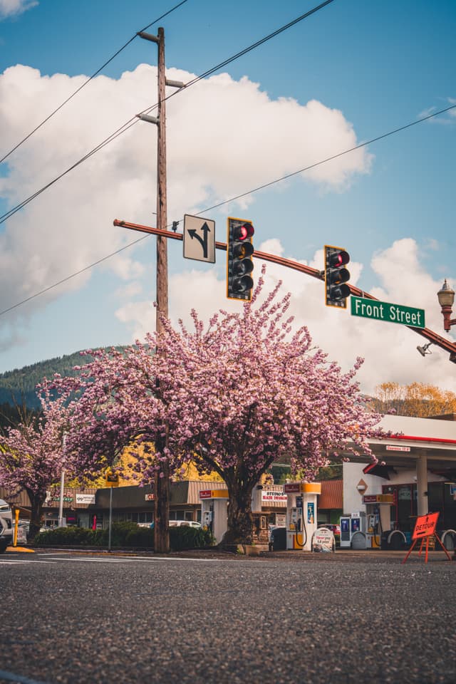 A street scene with a cherry blossom tree in full bloom near a traffic light and a sign for Front Street A gas station and mountains are visible in the background under a partly cloudy sky