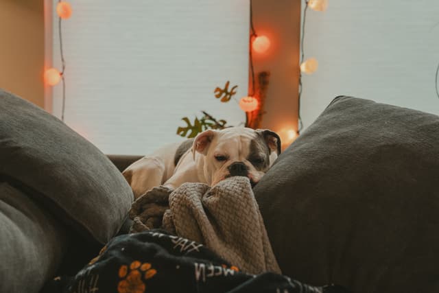 A bulldog resting on a couch surrounded by cushions with soft lighting and decorations