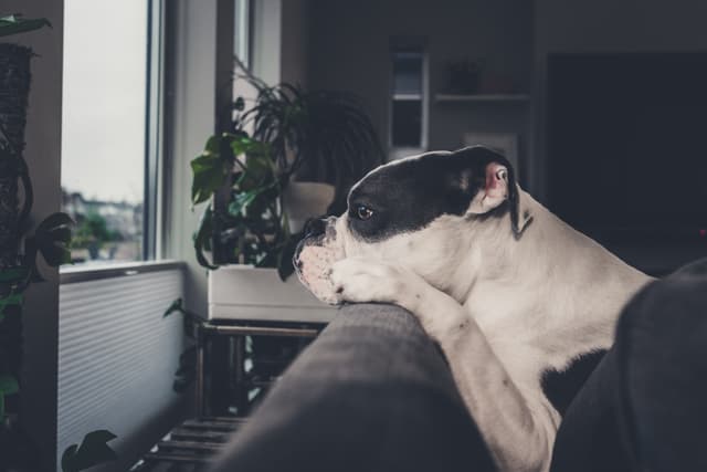 A dog with black and white fur rests its head on a couch, gazing out a window