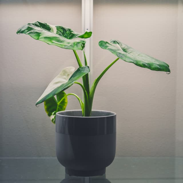 A potted plant with large green leaves in a dark gray pot, set against a neutral background