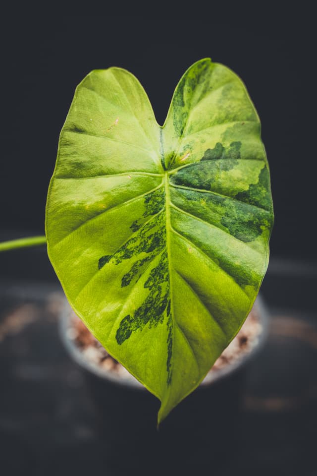 An alocasia aurea gageana with a large, heart-shaped green leaf with dark green patches, set against a dark background