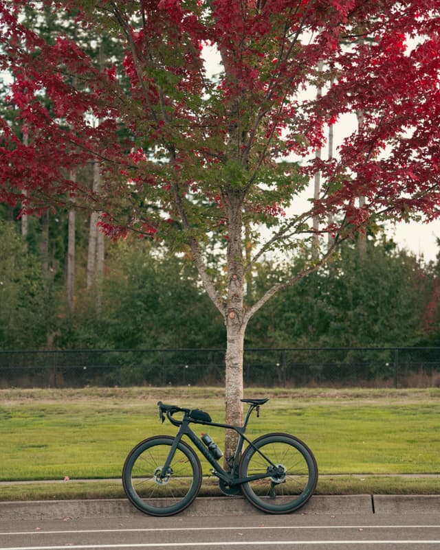 A bicycle parked under a tree with red autumn leaves along a roadside
