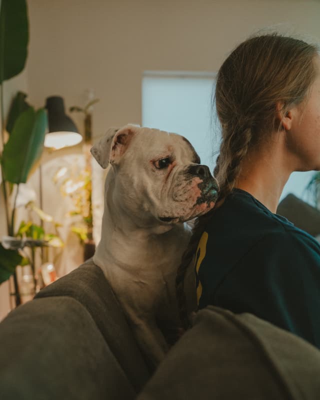 A dog and a person sitting on a couch, with the dog positioned behind the person. The setting includes plants and a soft light in the background