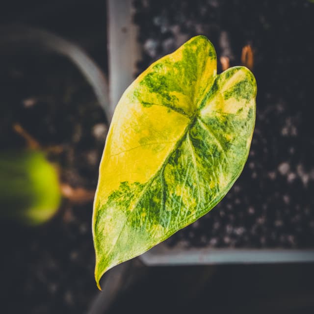 A single variegated leaf with green and yellow patterns, set against a dark, blurred background