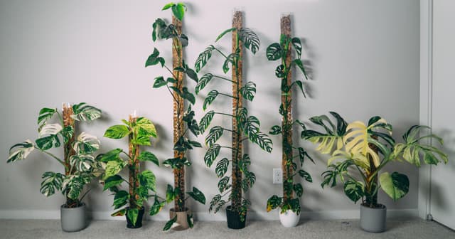 Five variegated plants in pots against a plain wall backdrop