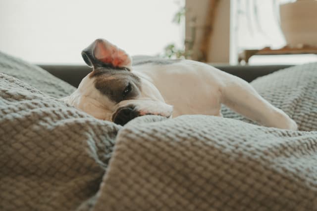 A bulldog resting comfortably on a blanket indoors