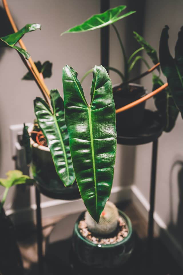 A collection of potted plants with large, glossy green leaves, arranged on a multi-tiered stand in a well-lit indoor setting