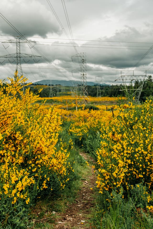 A path through a field of vibrant yellow flowers with power lines and towers in the background under a cloudy sky