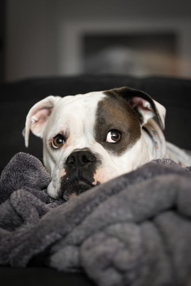 A dog with a white and black face is lying on a soft, gray blanket, looking directly at the camera