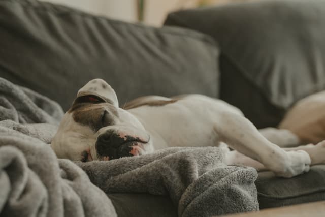 A dog sleeping comfortably on a couch with a gray blanket