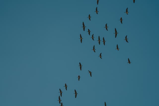 A flock of birds flying in formation against a clear blue sky