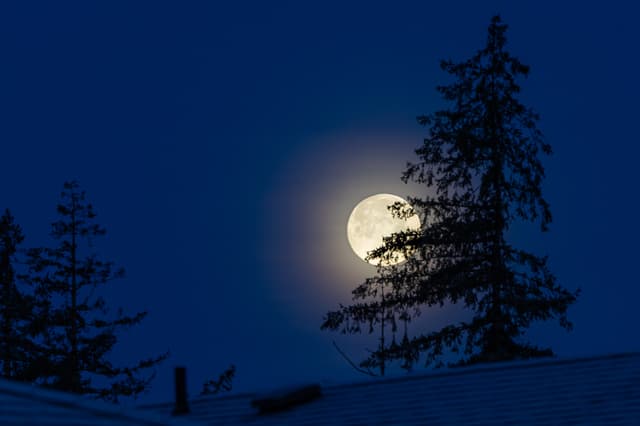 A full moon glowing behind silhouetted pine trees against a deep blue morning sky