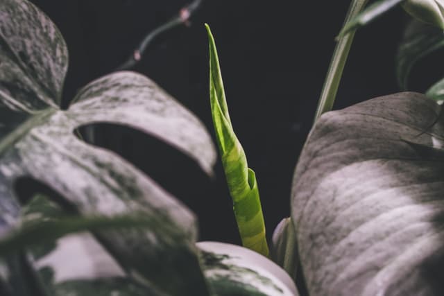 A close-up of a green plant with large, variegated leaves and a new leaf unfurling in the center