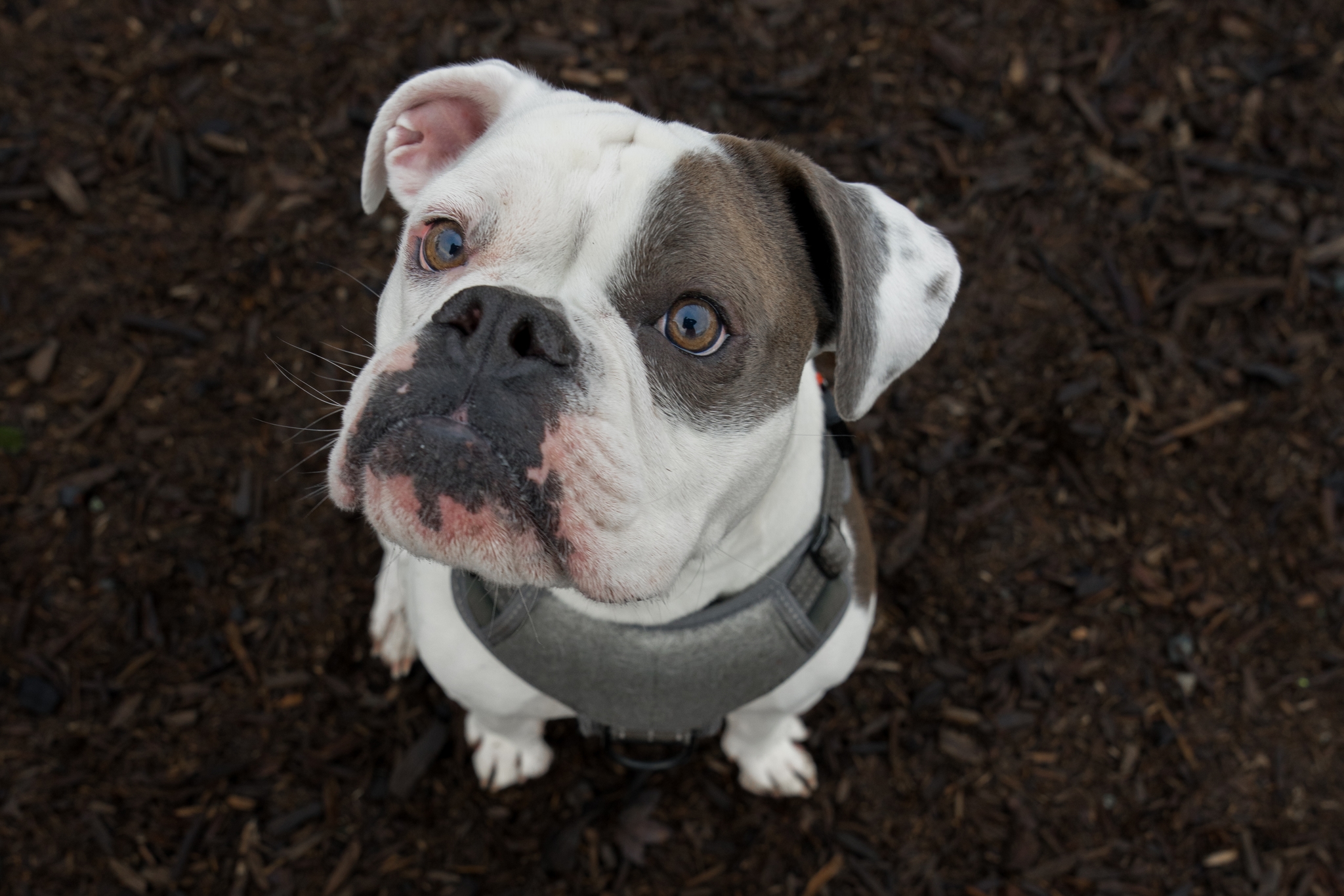 A bulldog with a white and gray coat wearing a harness, looking up with a curious expression against a dark background