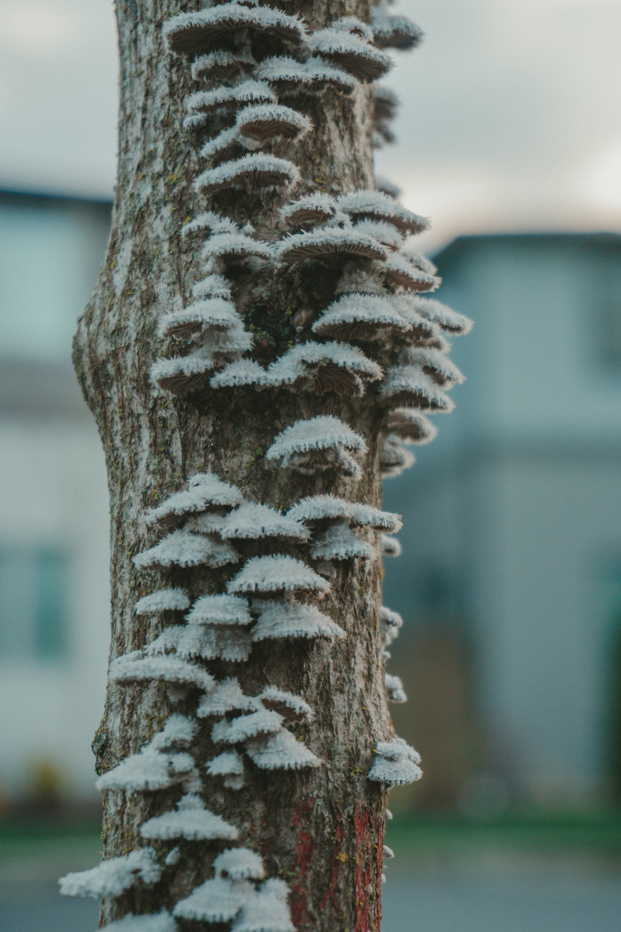 Tree trunk adorned with white fungi clusters outdoors