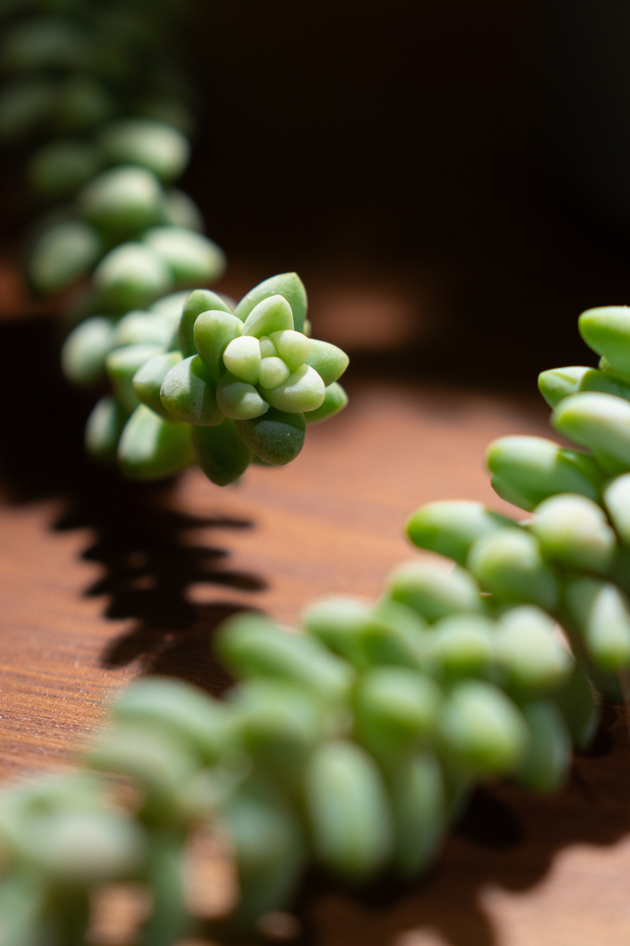 A close-up of a Sedum Donkey's Tail Succulent with plump, rounded leaves, casting a shadow on a wooden surface