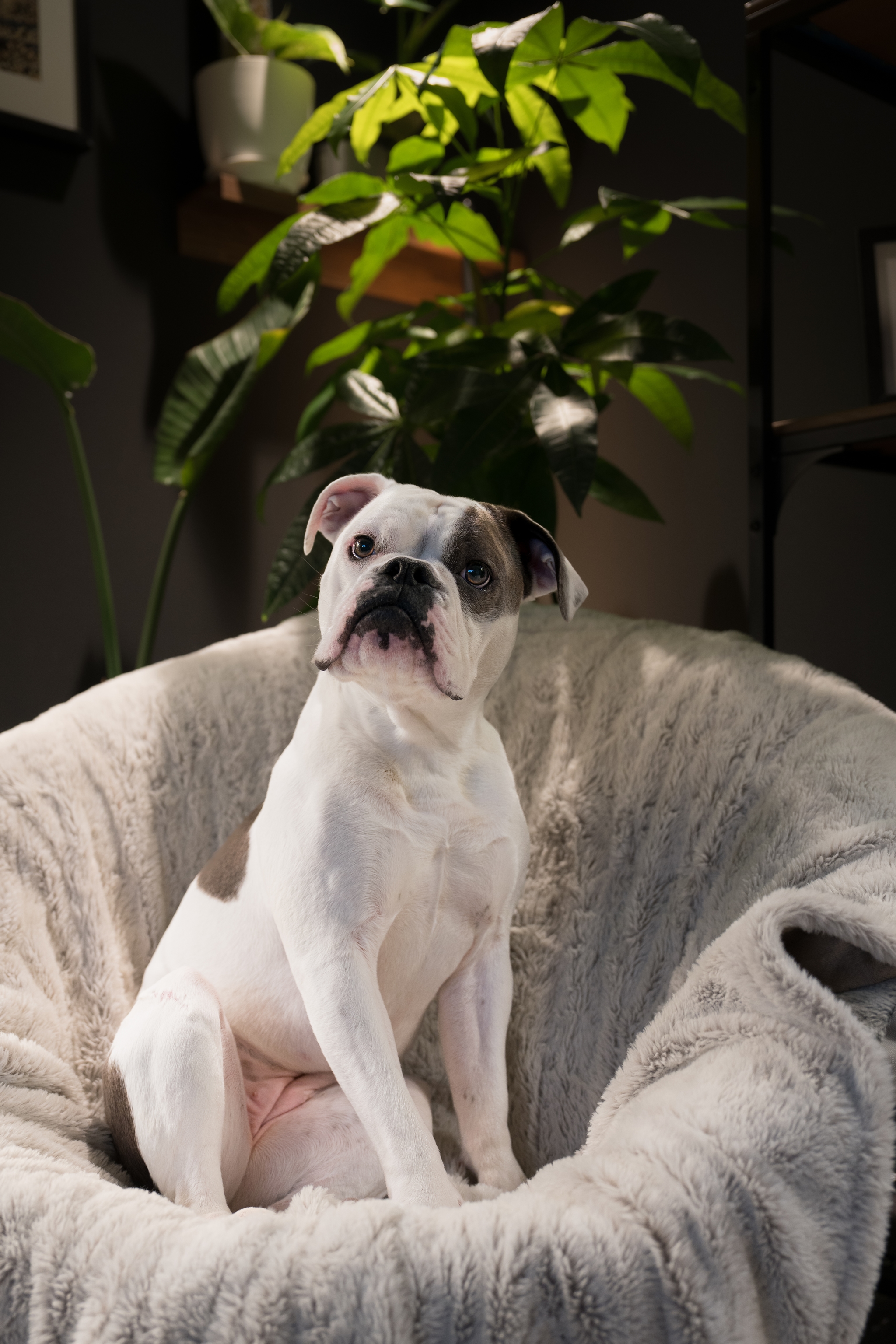 A white and brown dog sits on a plush, gray chair with a leafy plant in the background
